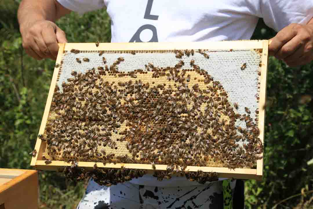 September 2020 – A real honey feast! Second, fat harvest from the Shimadzu bees!