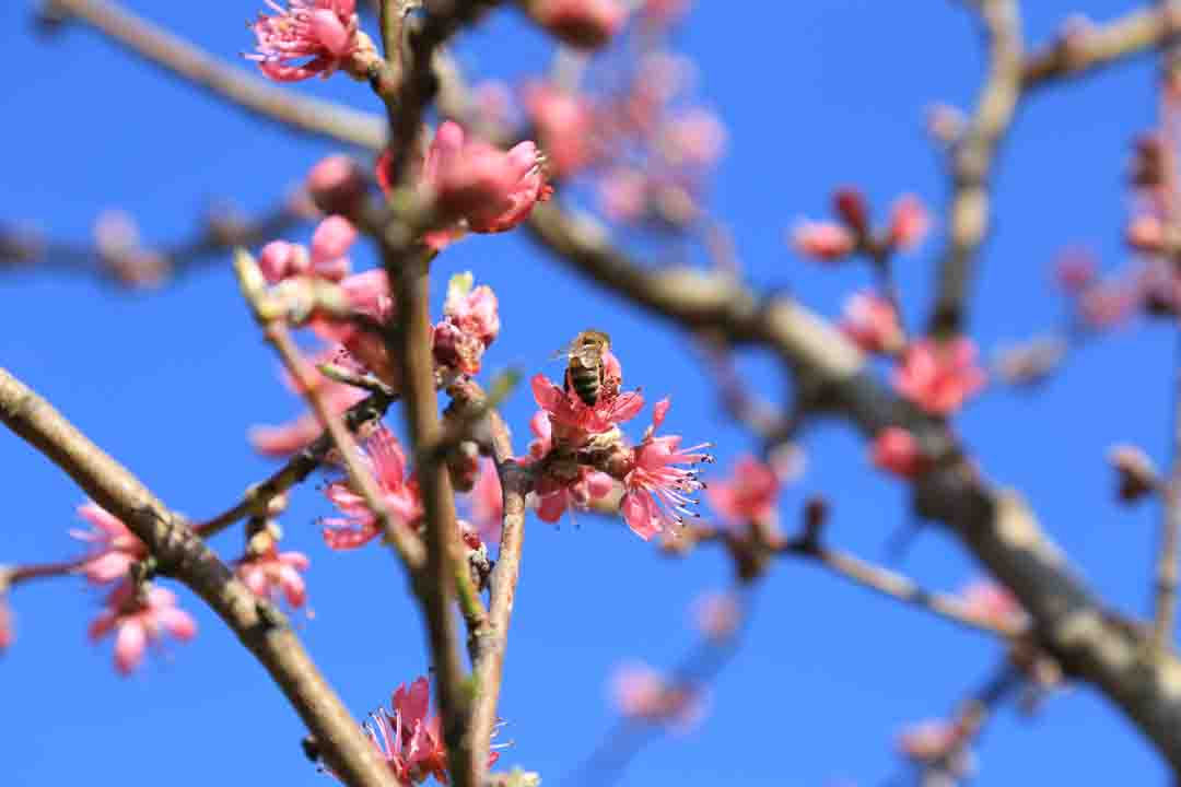 April 2020 – A truly memorable spring! For humans and bees