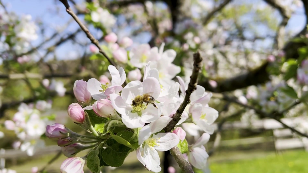 How our Shimadzu Bees started into the spring