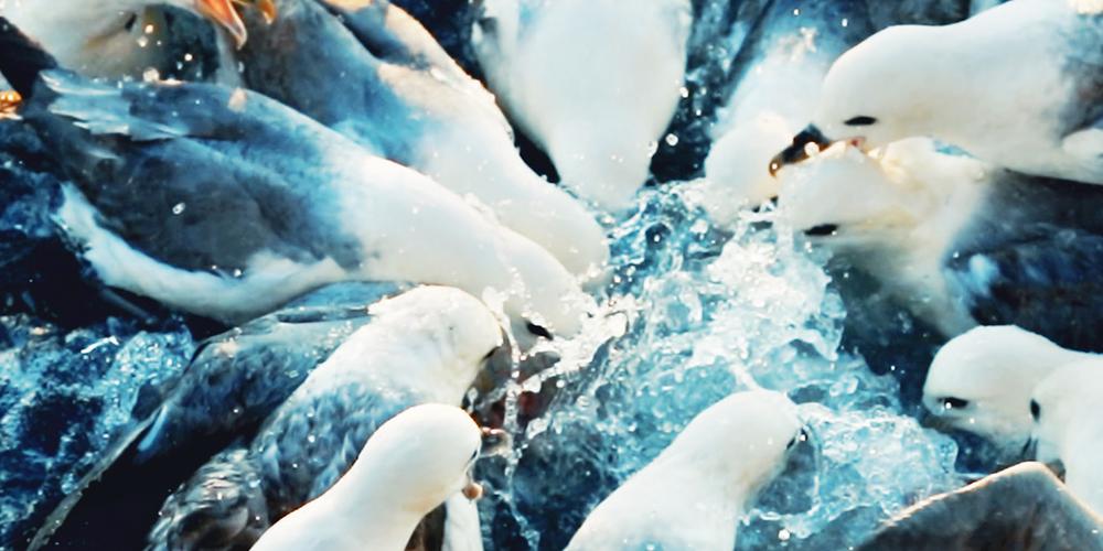 Plastik in Nordsee-Fulmaren durch FTIR Shimadzu
