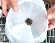collected sample mikroplastik