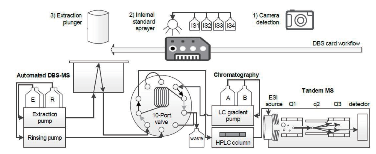 Schema der automatisierten Analyse von Dried Blood Spots