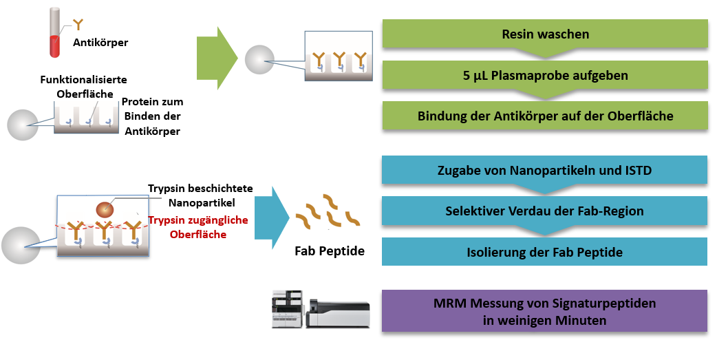 LC-MS/MS Monitoring von monoklonalen Antikörpern