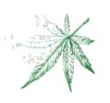 Shimadzu Cannabis-Analytik