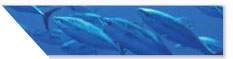 Metaboliten von Nitrofuran in Fisch